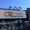 animal
